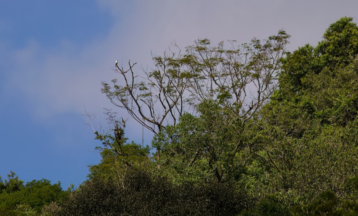 Bare-throated Bellbird - ML646443429