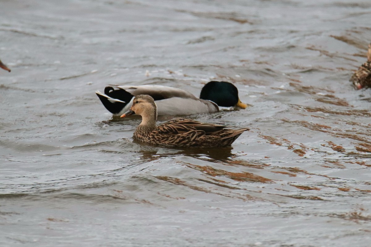 Yeşilbaş - ML646443433