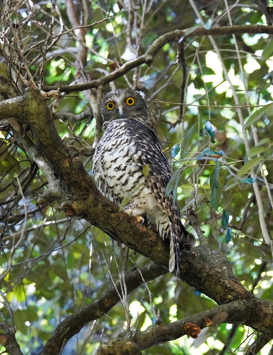 Powerful Owl - ML646443434