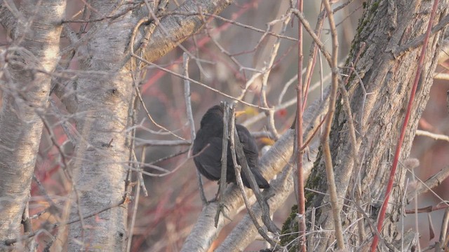 Eurasian Blackbird - ML646443435