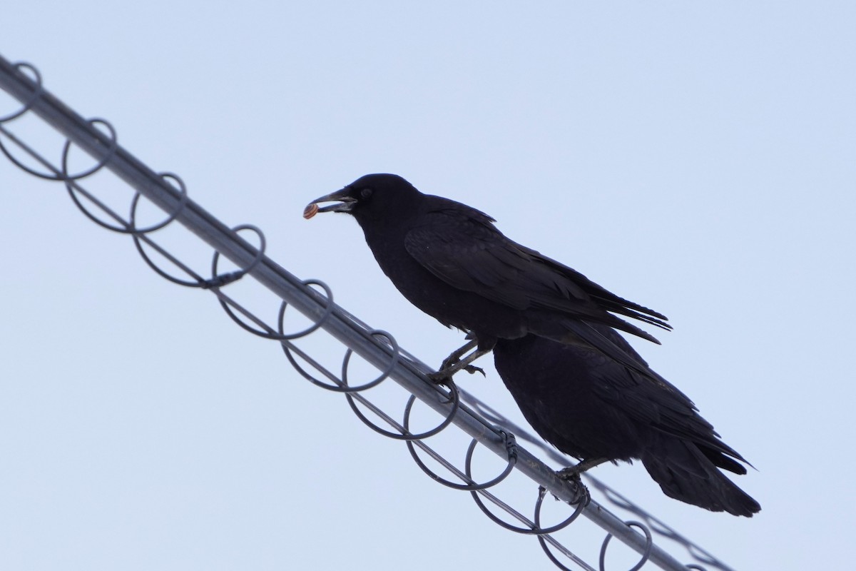 禿鼻鴉 - ML646443436