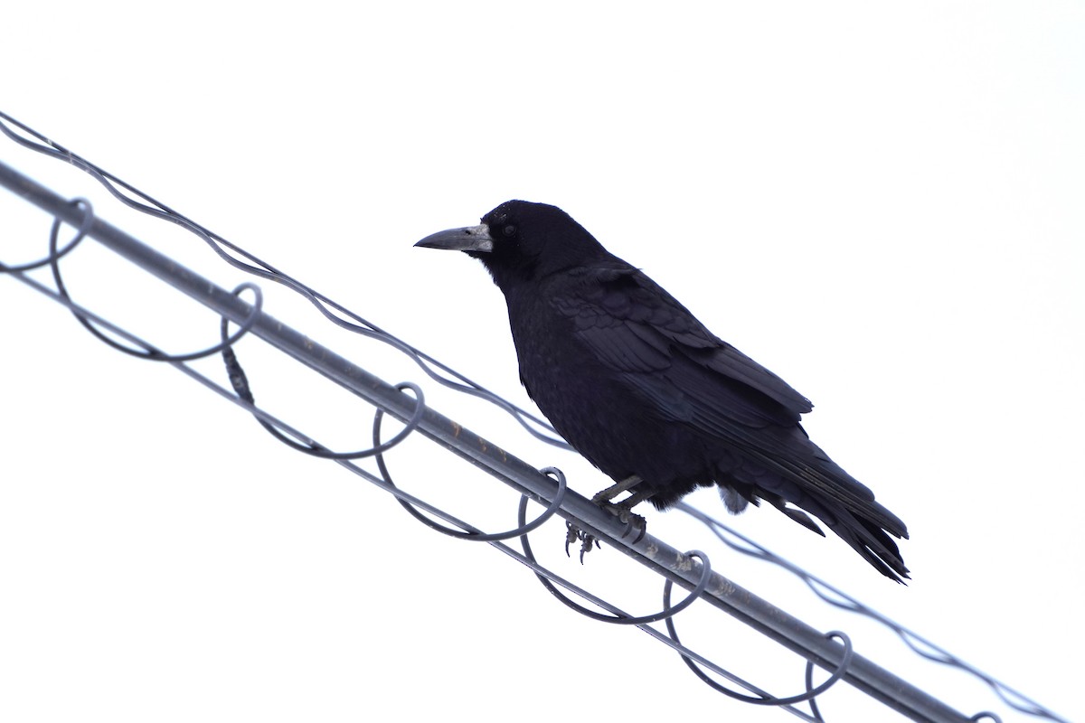 禿鼻鴉 - ML646443437