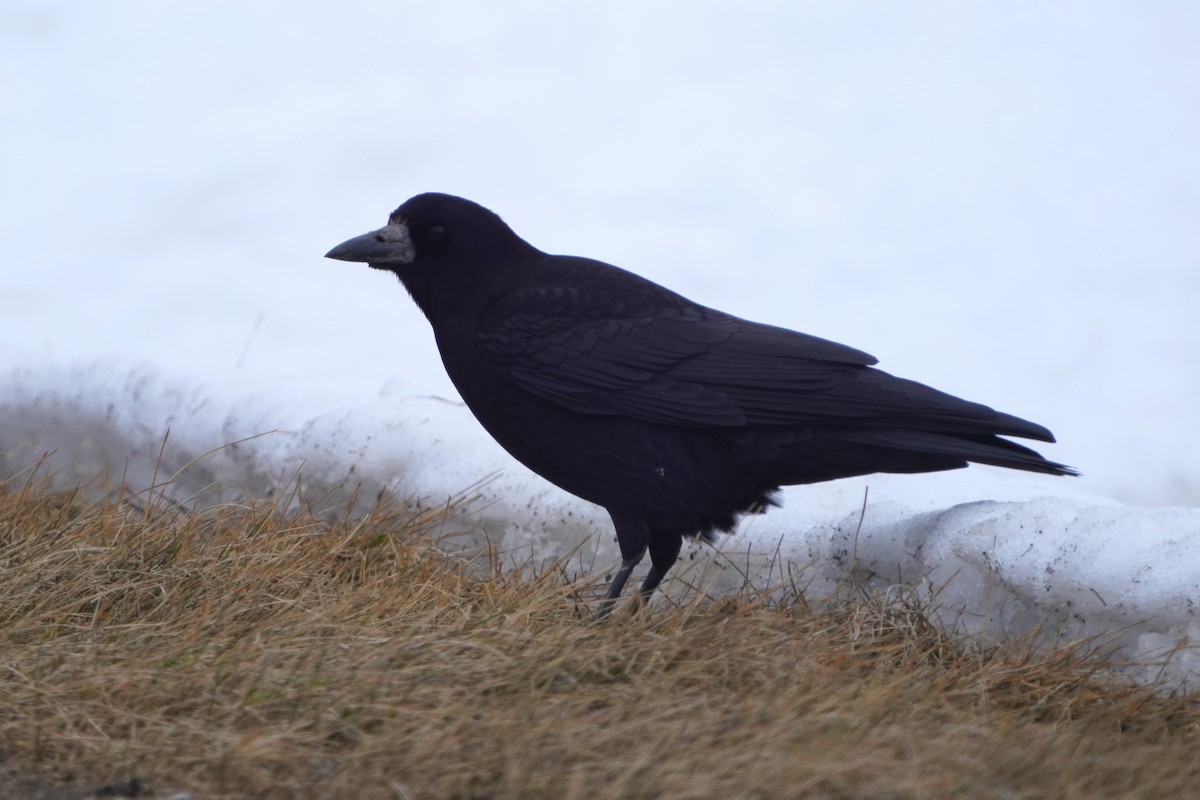 禿鼻鴉 - ML646443438