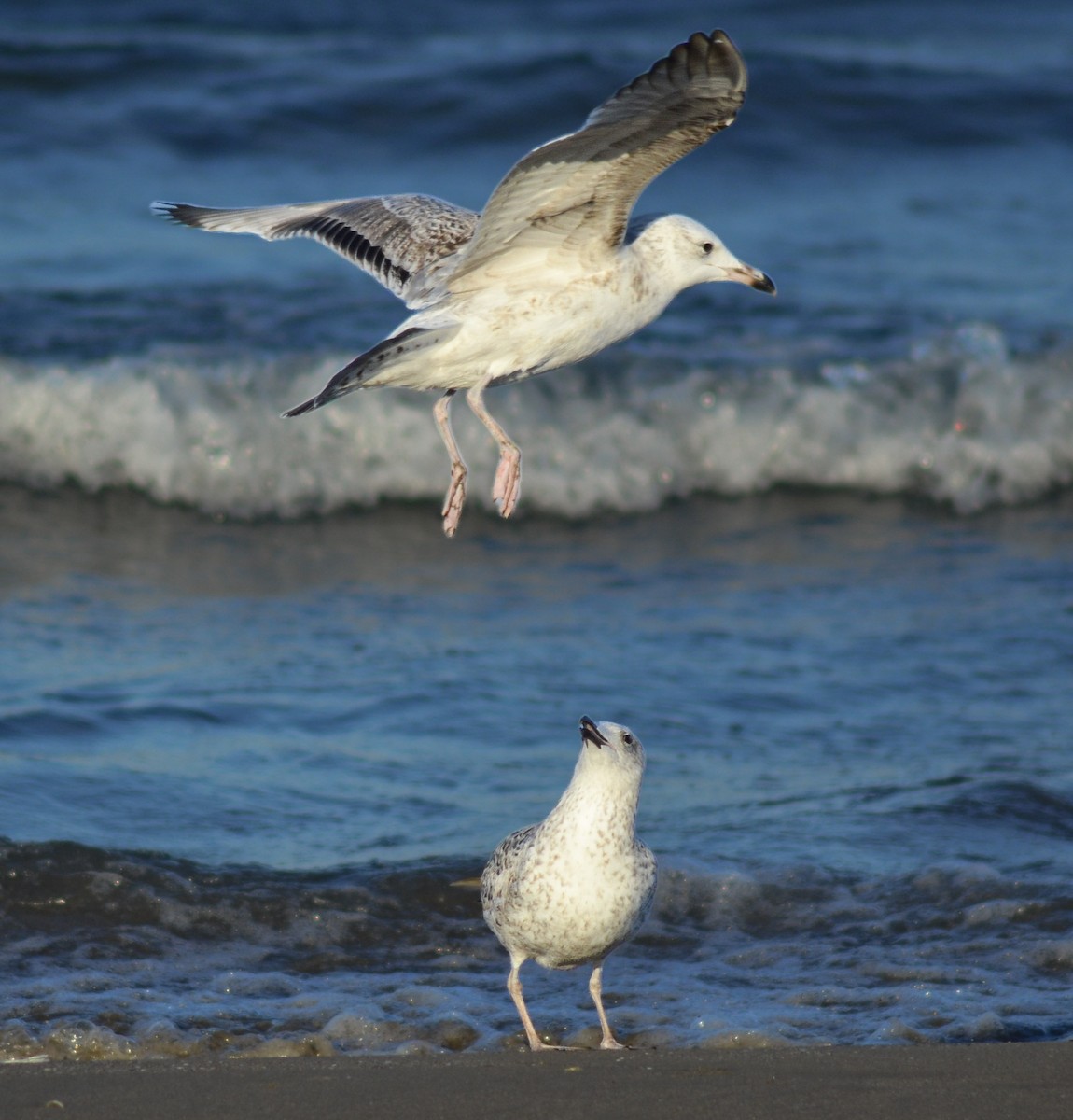Caspian Gull - ML646443439