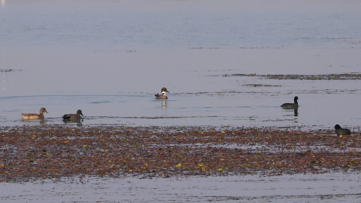 ヨシガモ - ML646443440