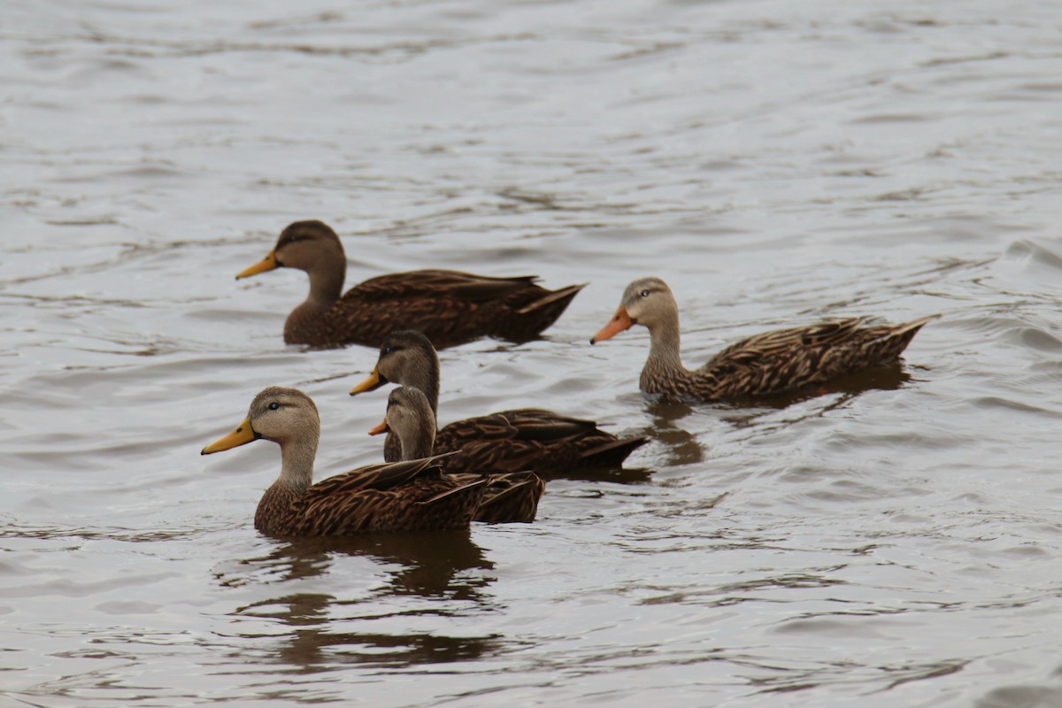 Florida Ördeği - ML646443444