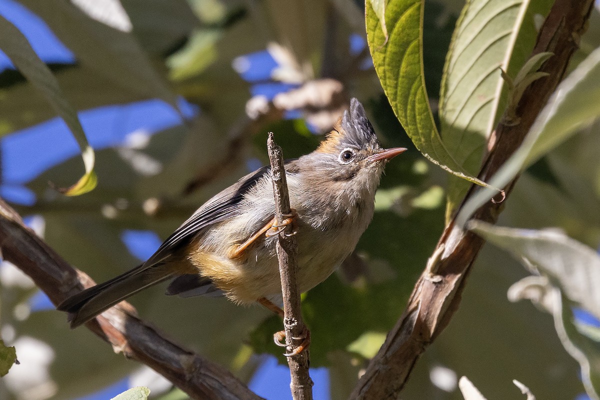 Whiskered Yuhina - ML646443445