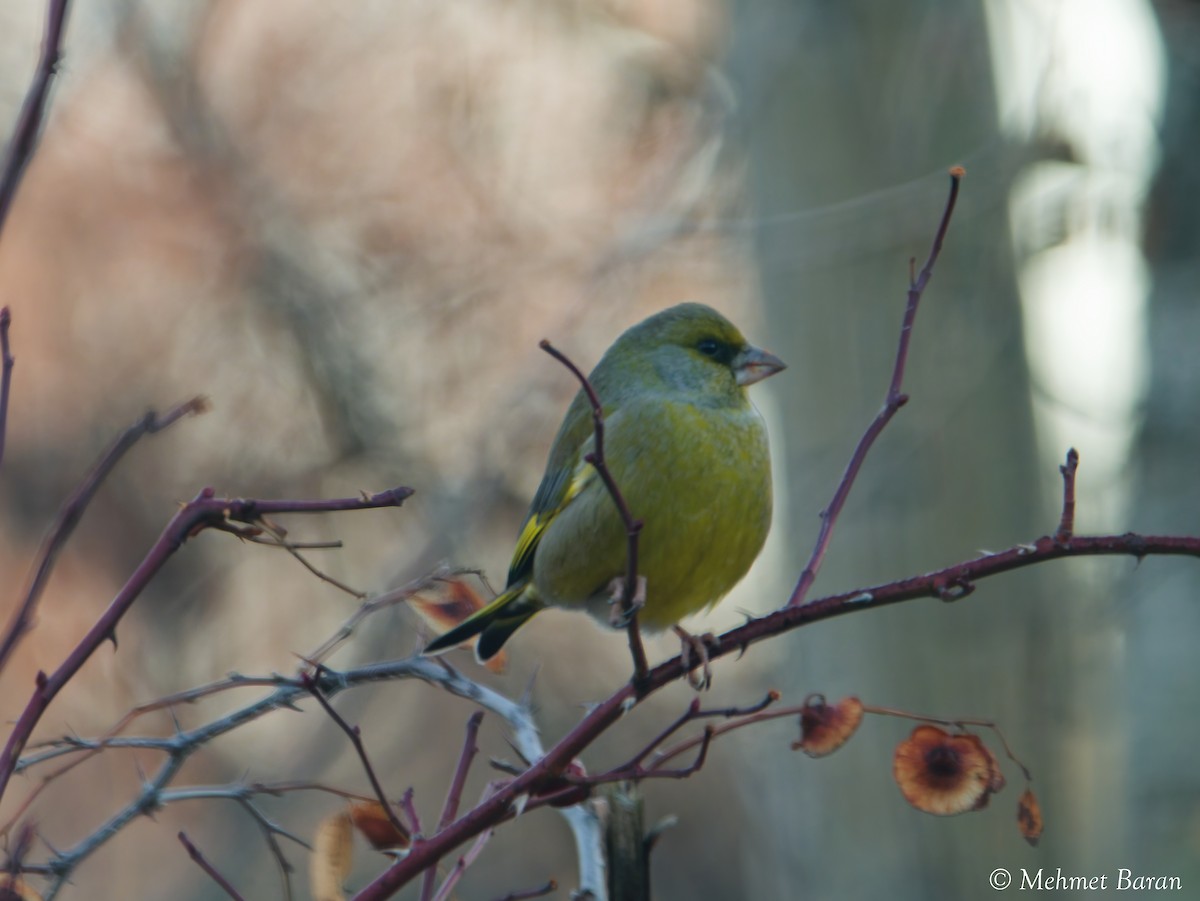 zvonek zelený - ML646443449