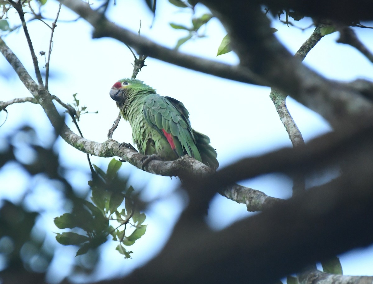 Red-lored Amazon - ML646443452