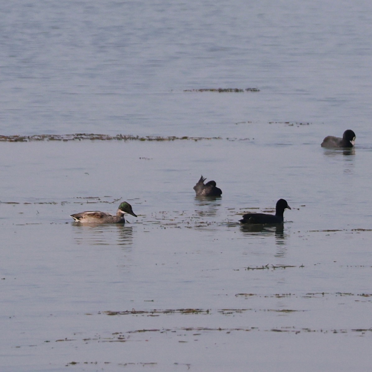 ヨシガモ - ML646443453