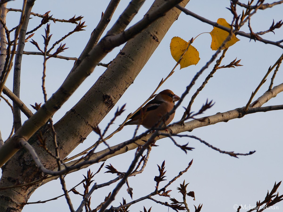 dlask tlustozobý - ML646443454