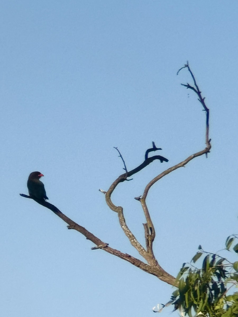 Dollarbird - ML646443456