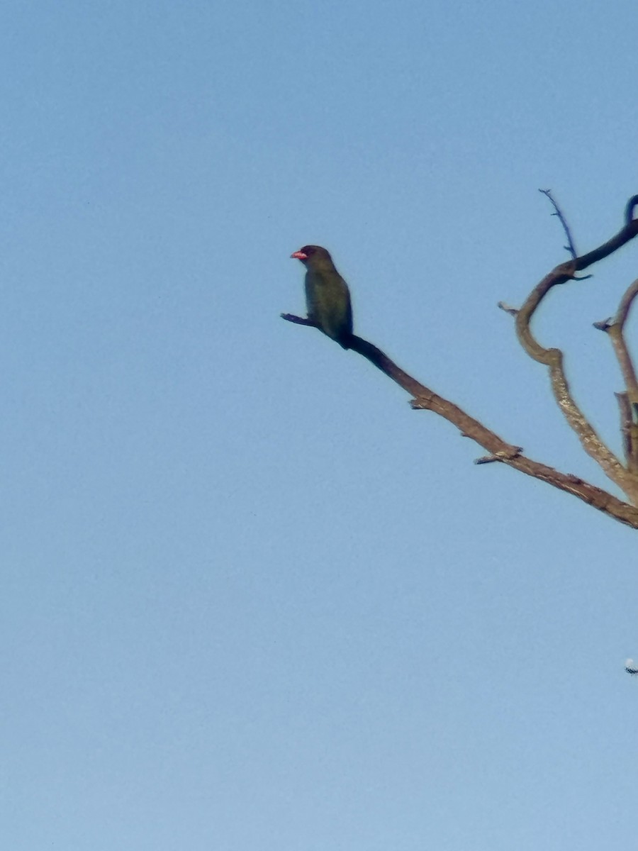 Dollarbird - ML646443458