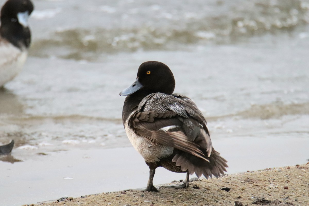 Karabaş Patka - ML646443460