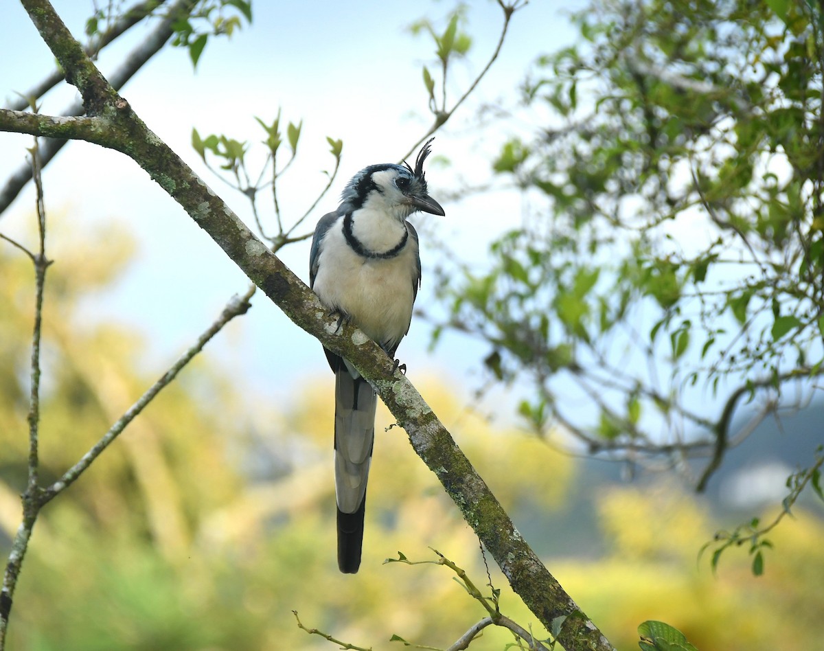 White-throated Magpie-Jay - ML646443466
