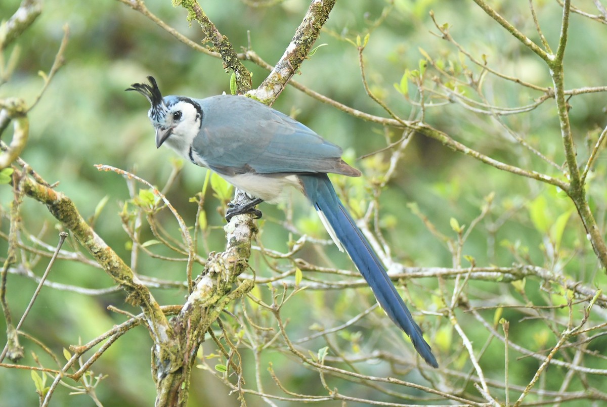 White-throated Magpie-Jay - ML646443467