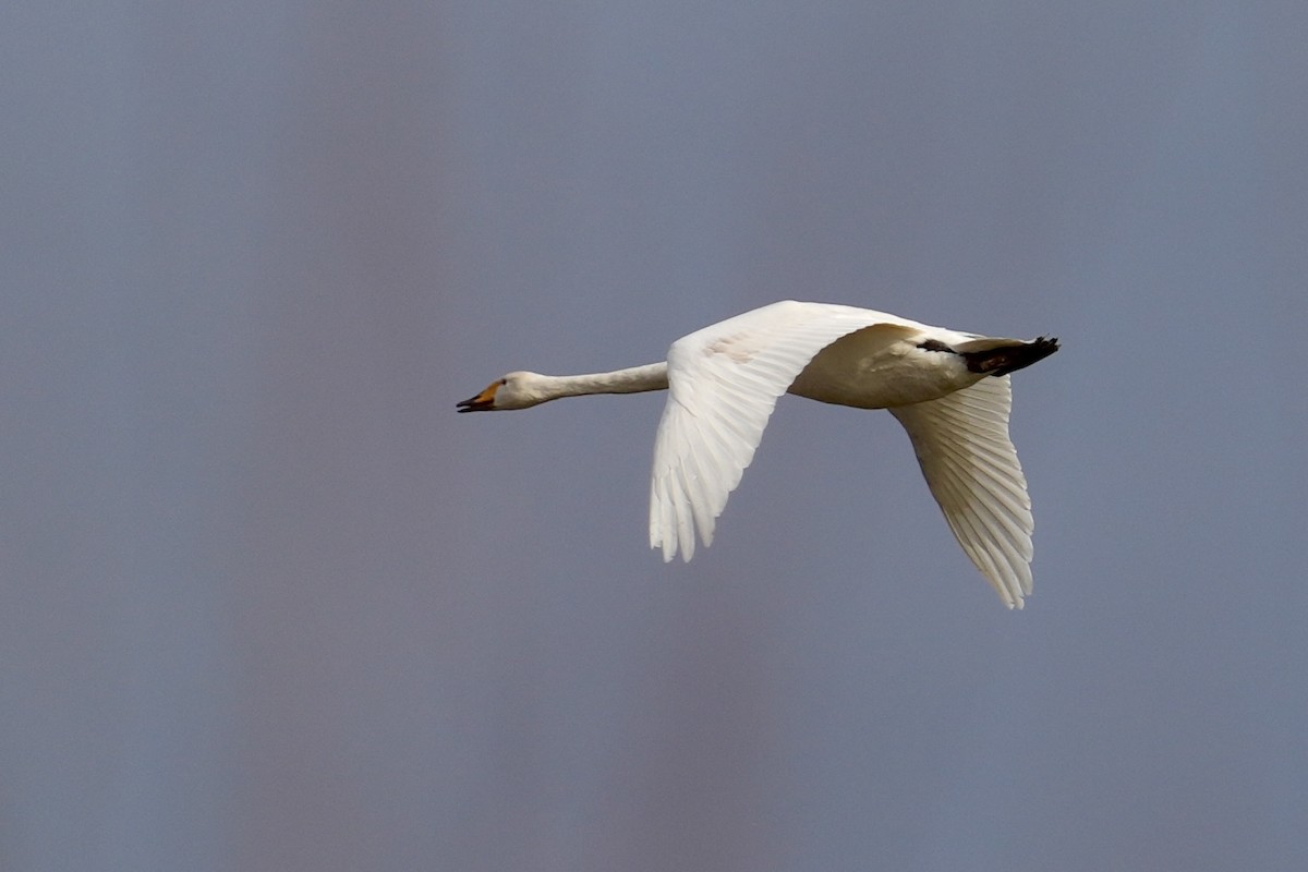 ברבור קטן - ML646443476