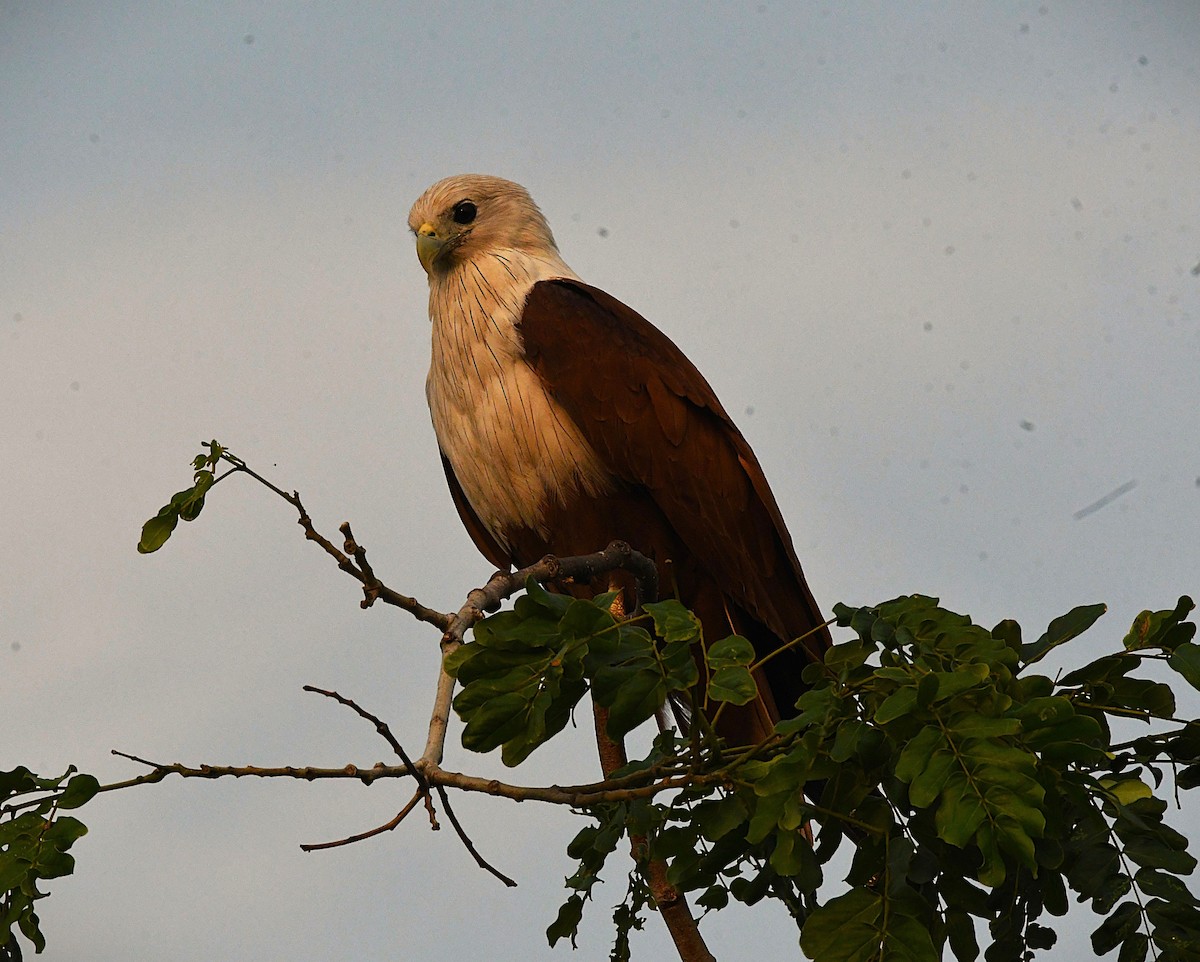 Brahminy Kite - ML646443481