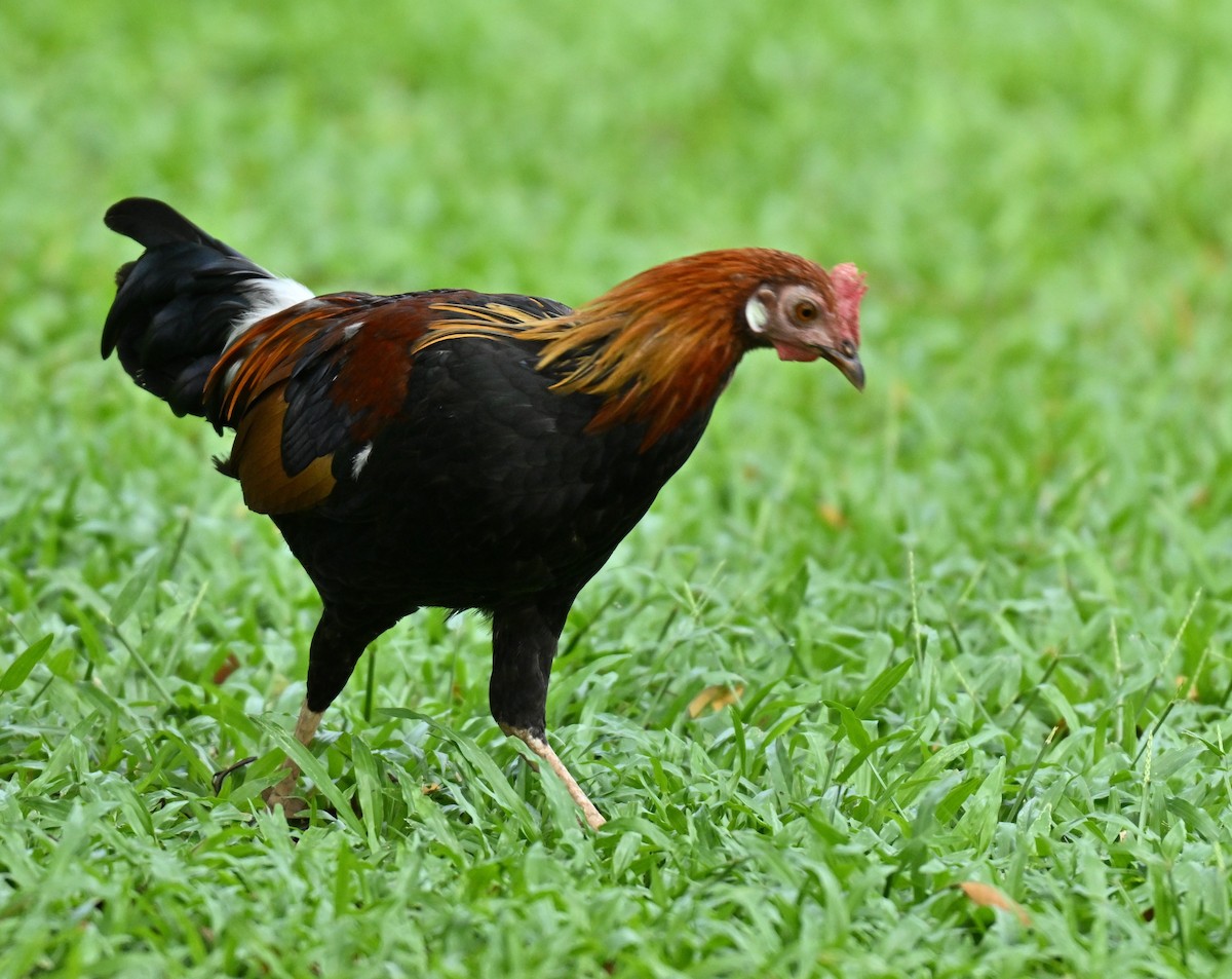 Red Junglefowl (Domestic type) - ML646443486