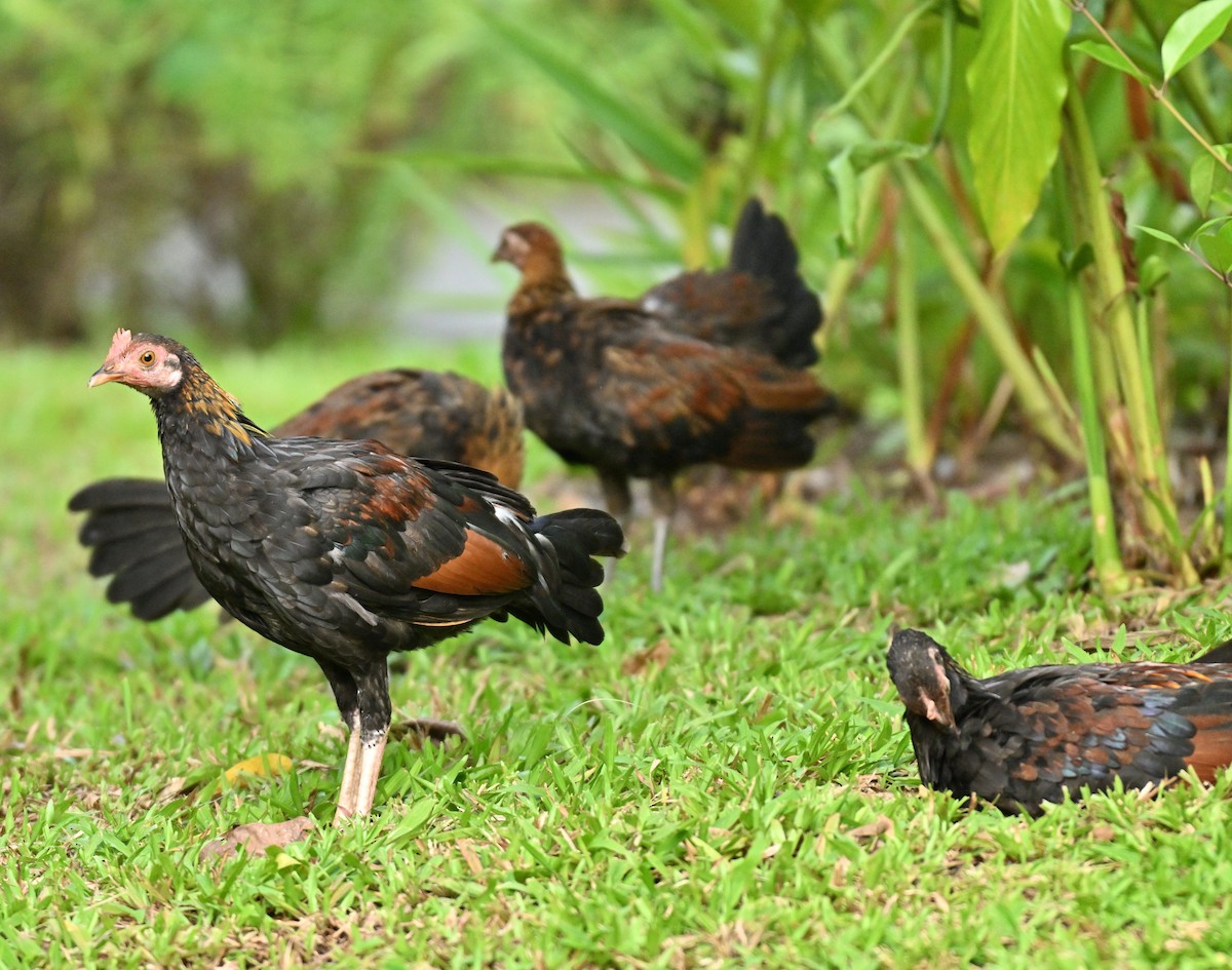 Red Junglefowl (Domestic type) - ML646443489