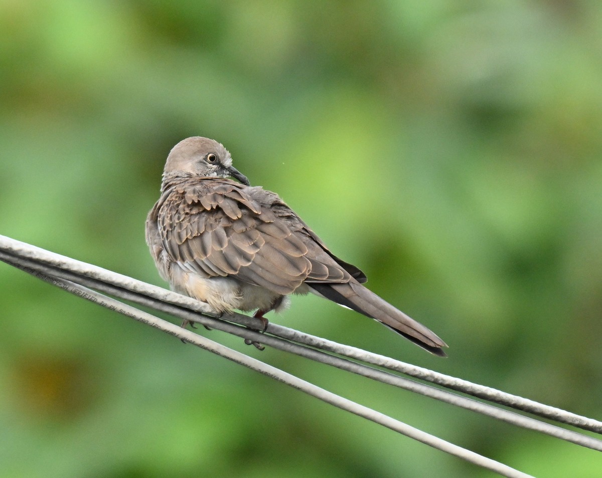 Spotted Dove - ML646443494