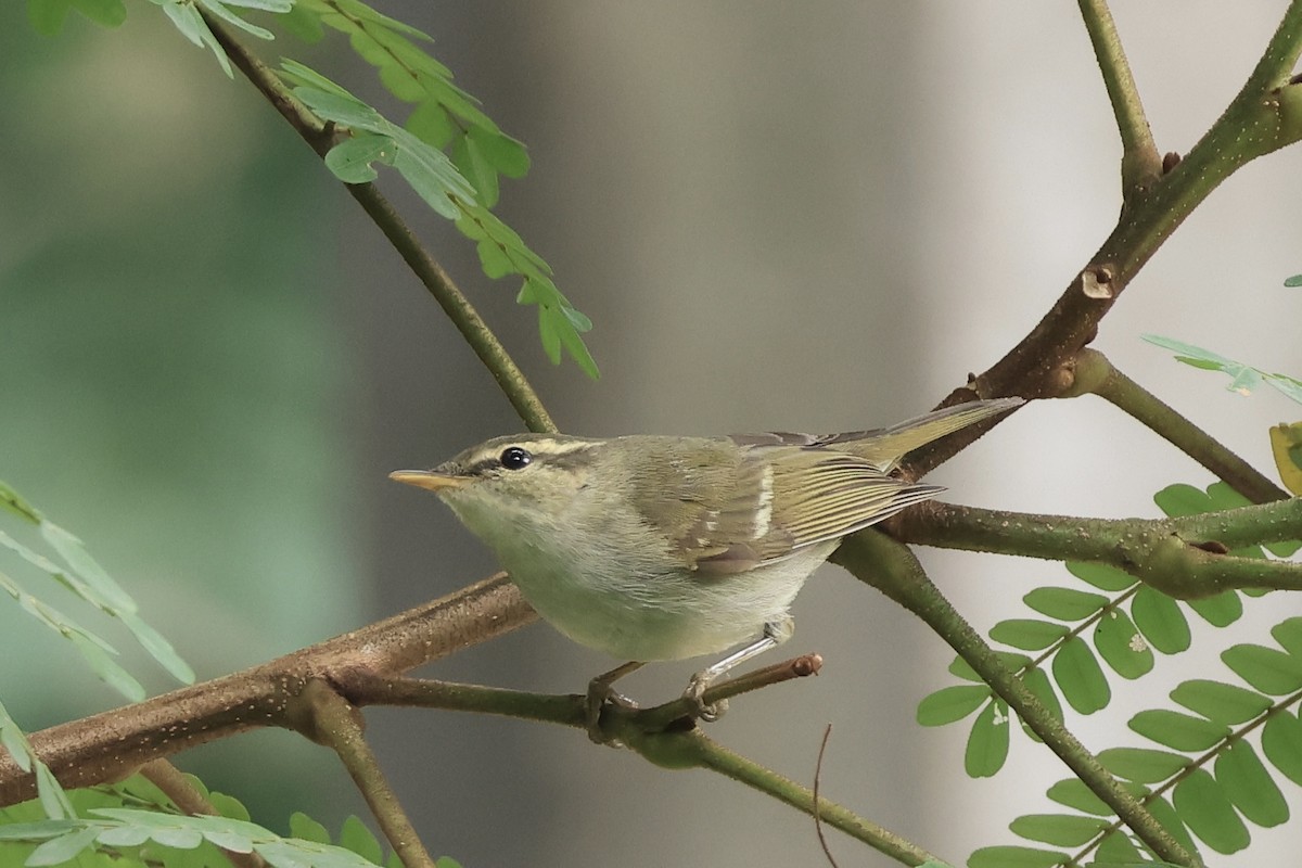 Yellow-browed Warbler - ML646443495