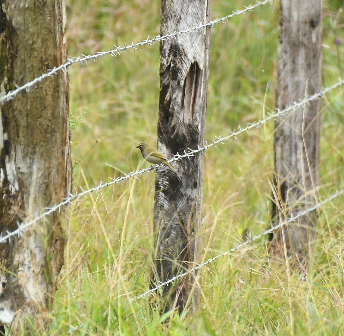 Yellow-faced Grassquit - ML646443497