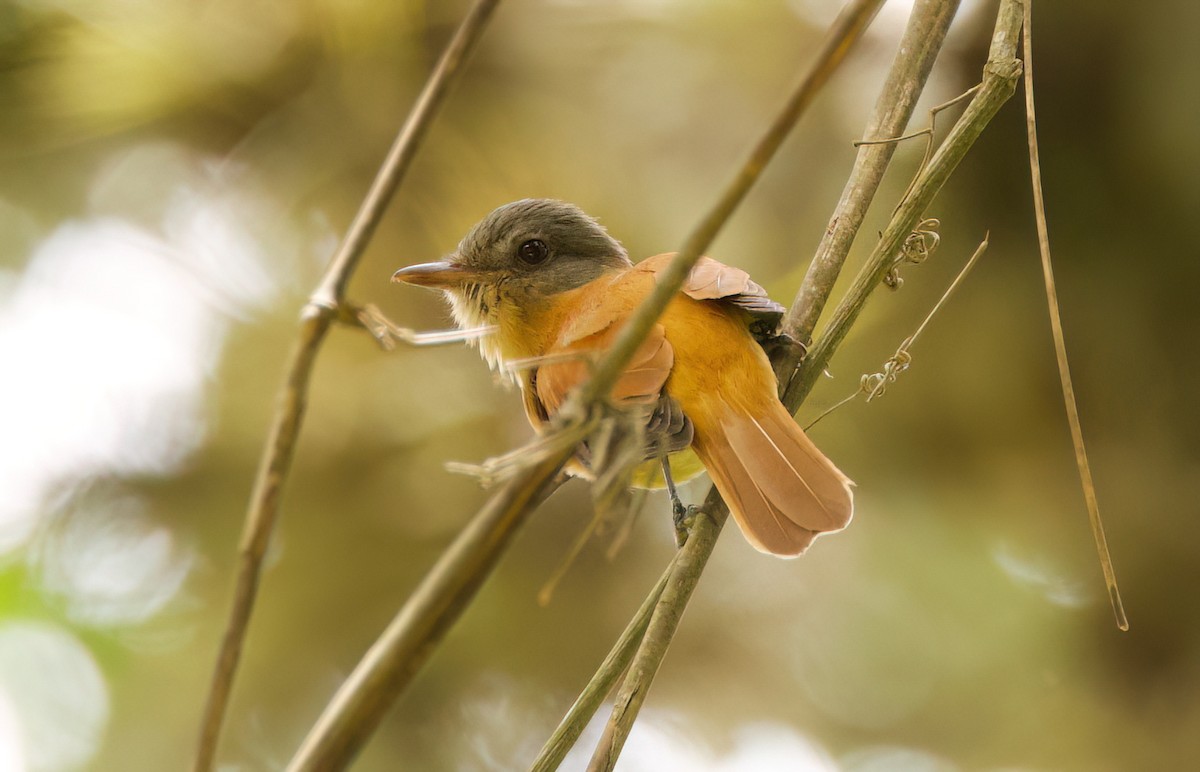 Attila à queue rousse - ML646443498