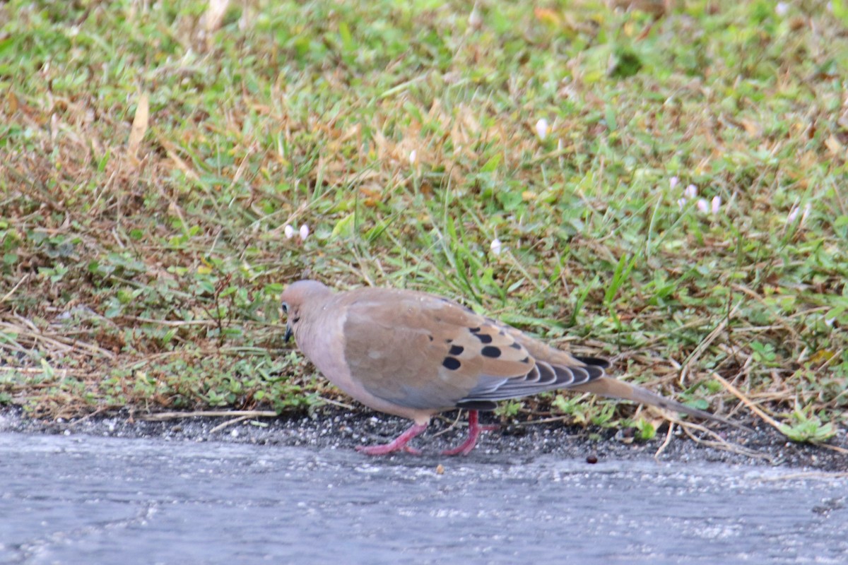 Uzun Kuyruklu Kumru - ML646443502