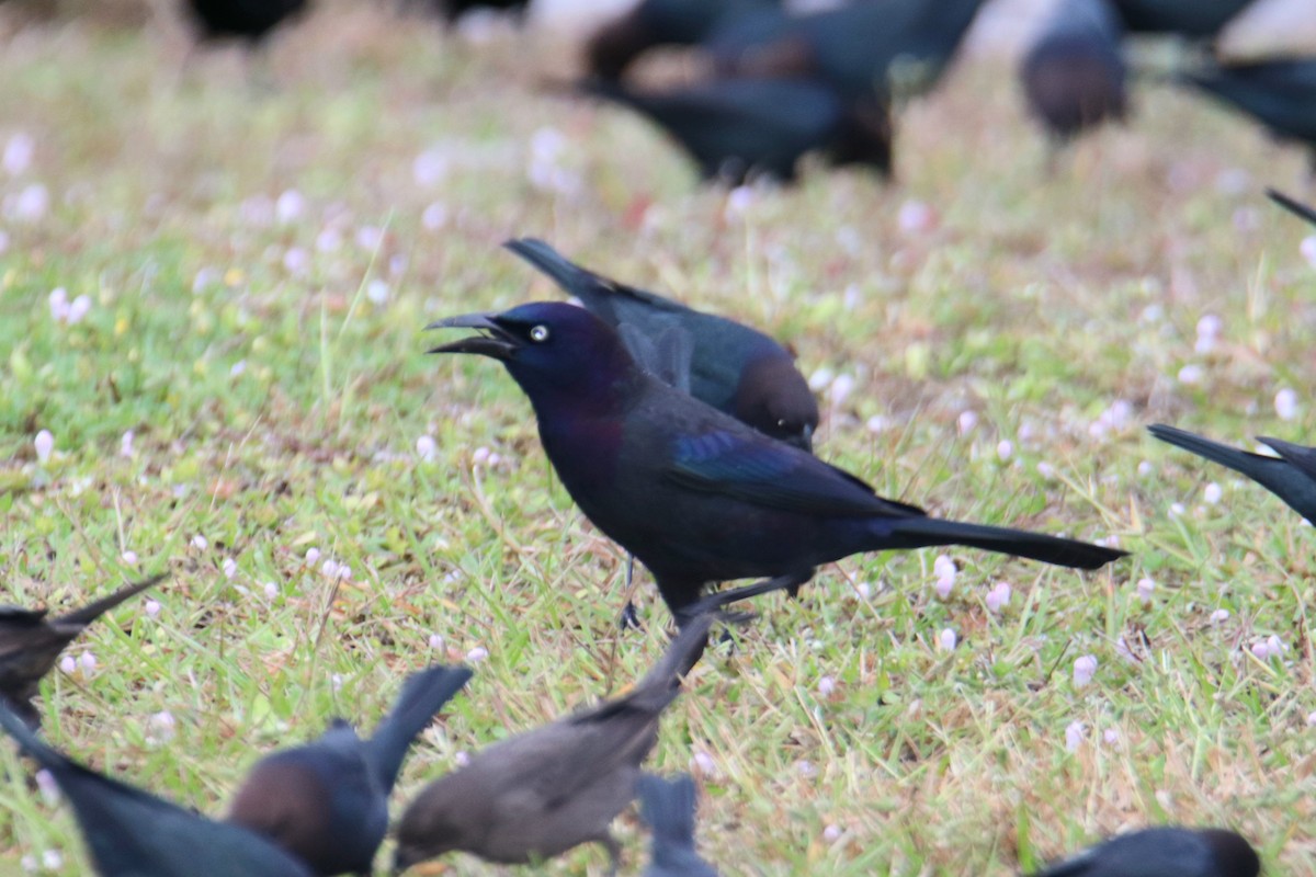 Mor Kiskal - ML646443510