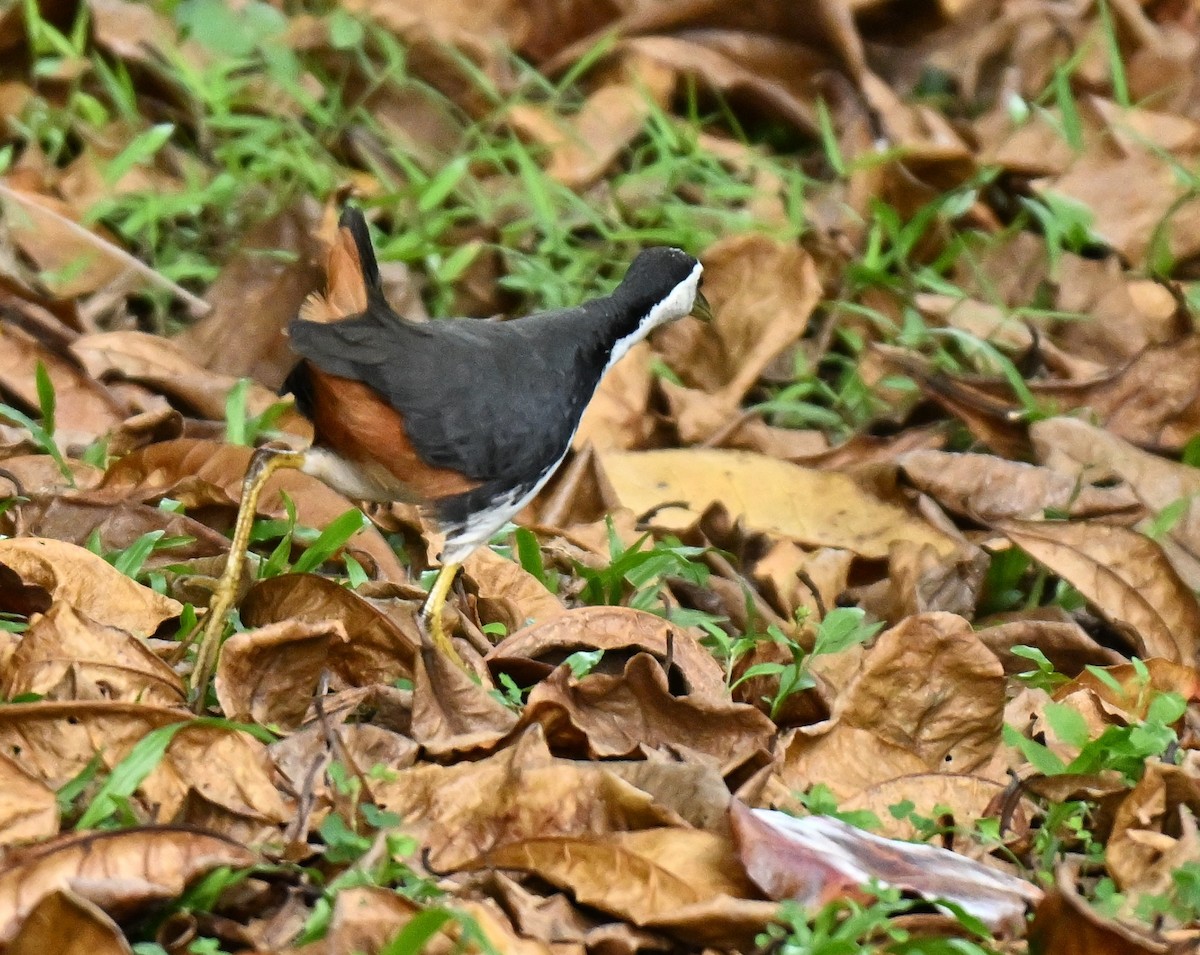 White-breasted Waterhen - ML646443512
