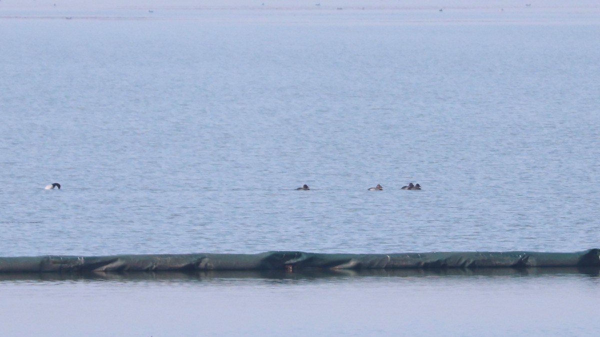 Common Pochard - ML646443514