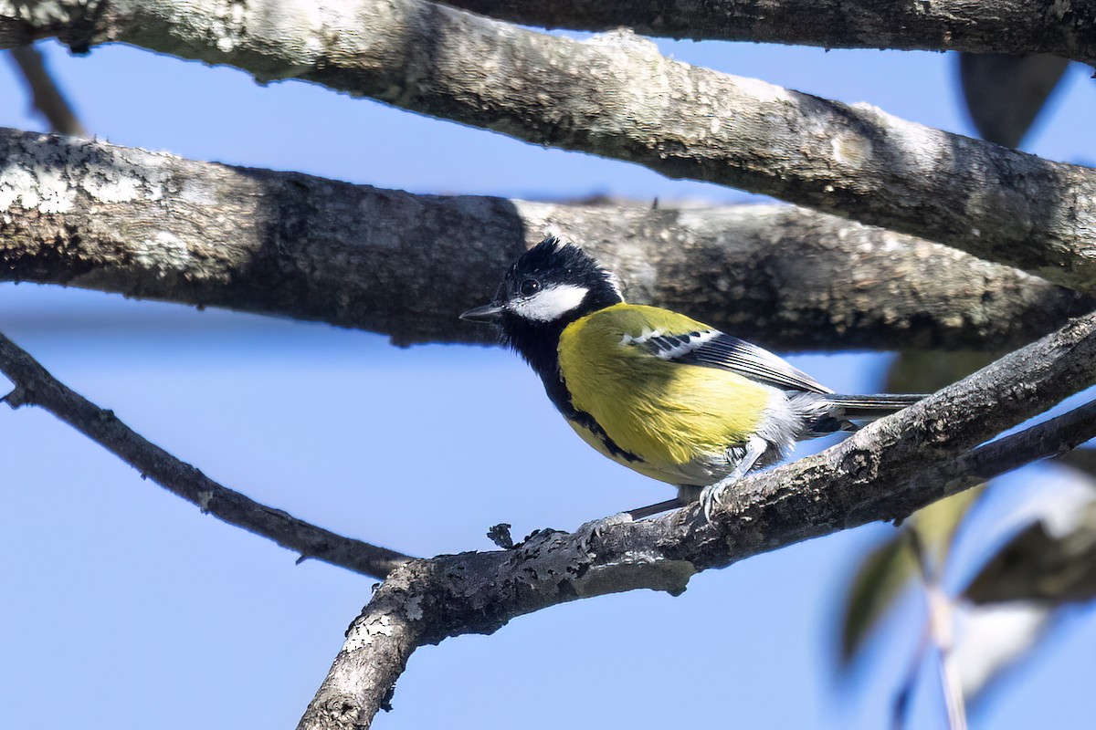 青背山雀 - ML646443518