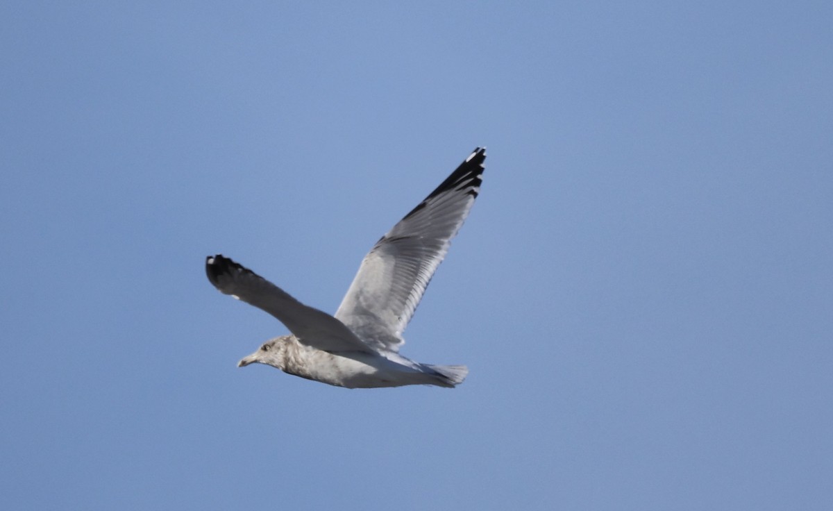 カモメ亜科 - ML646443519