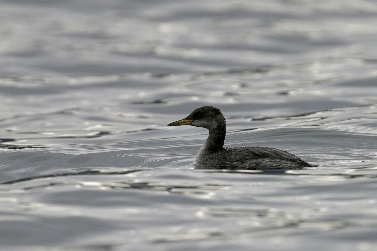 טבלן אפור-לחיים - ML646443528