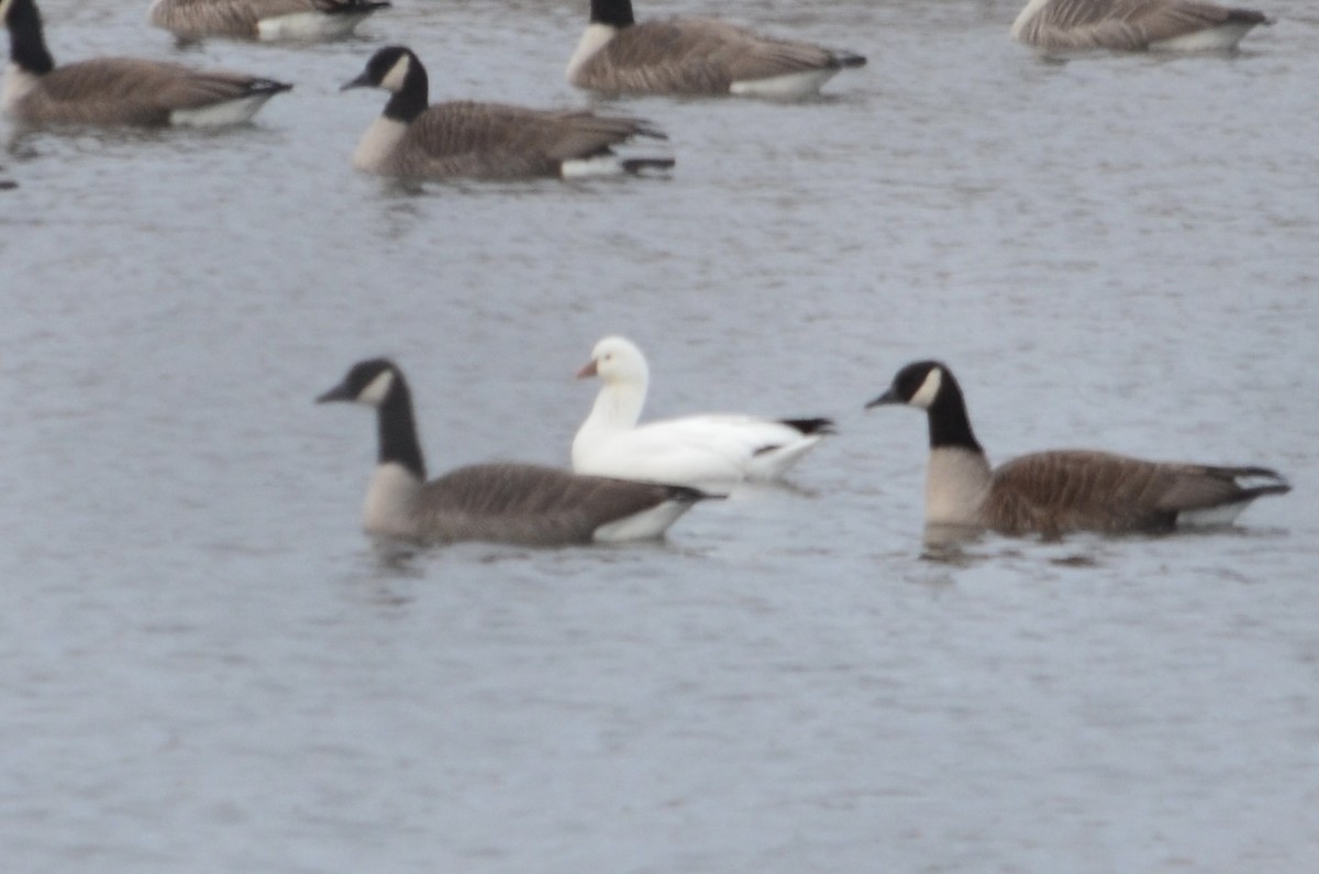 Ross's Goose - ML646443529
