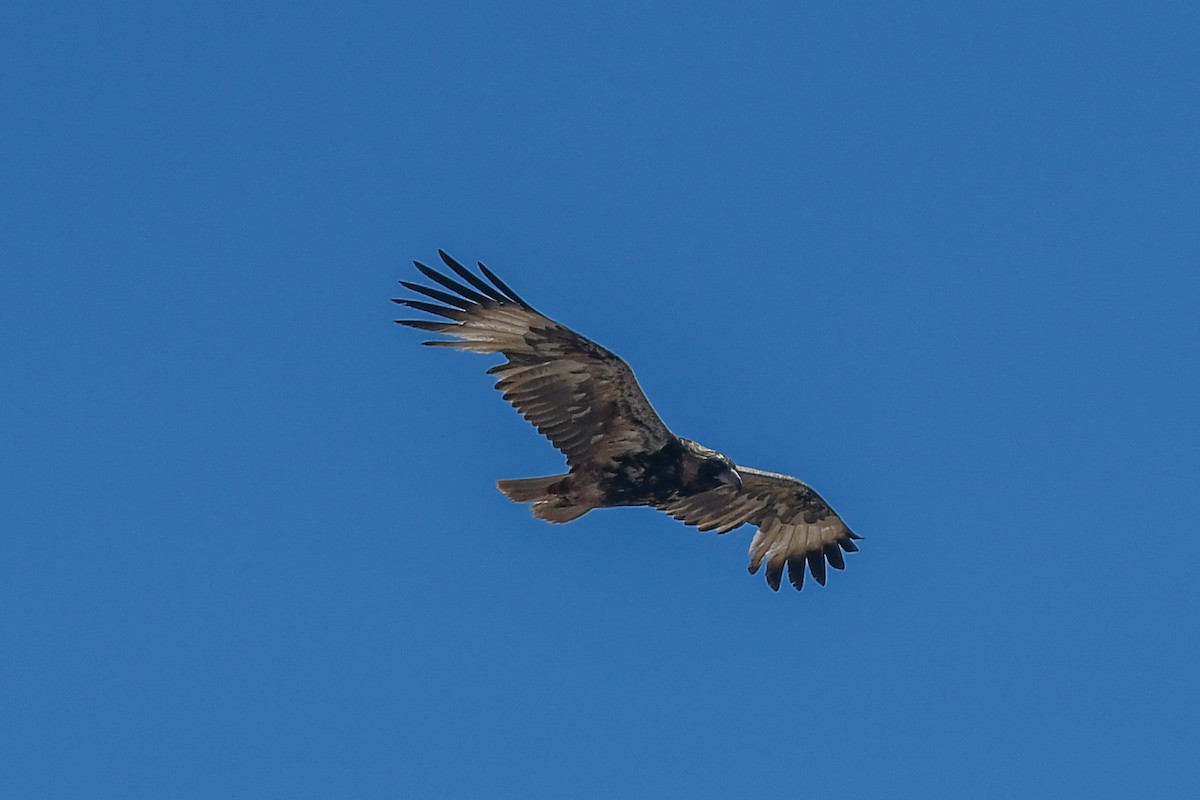 Black-breasted Kite - ML646443530