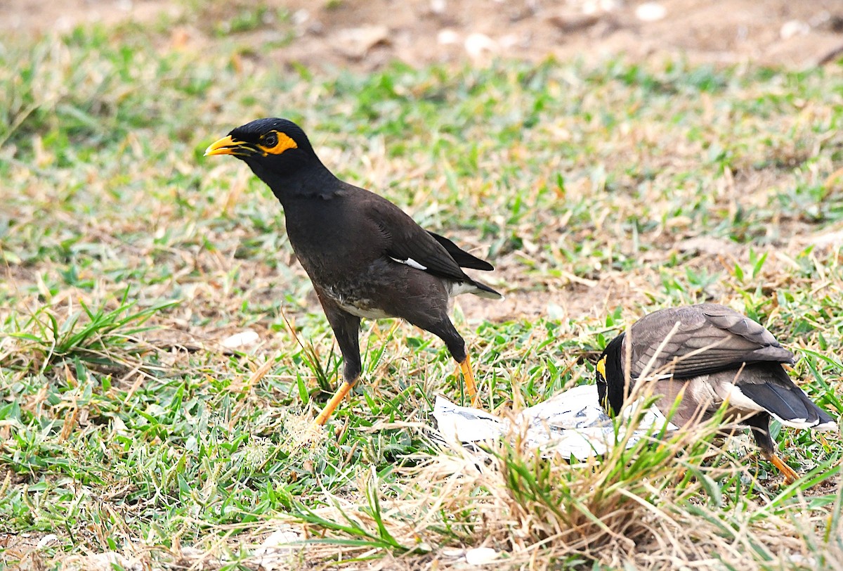 Тольт бор тодол - ML646443531