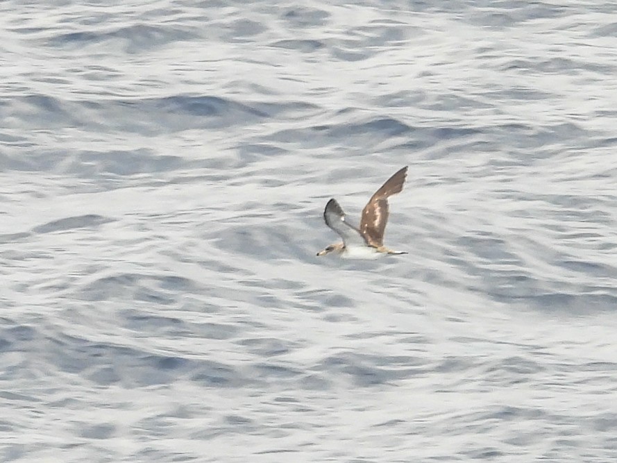 Cory's/Scopoli's Shearwater - ML646443533
