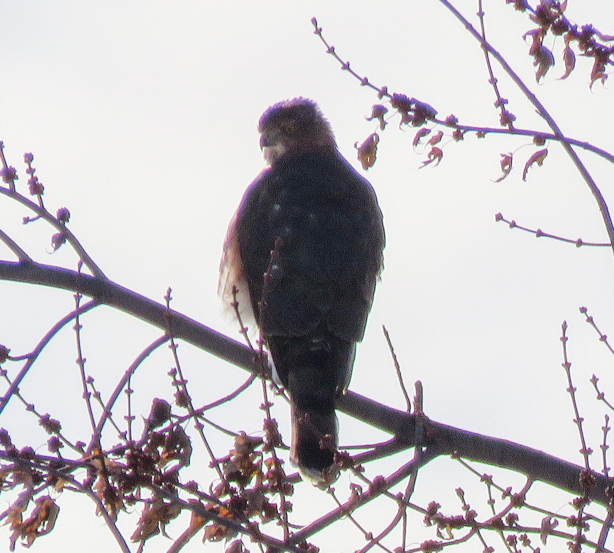 Cooper's Hawk - ML646443534