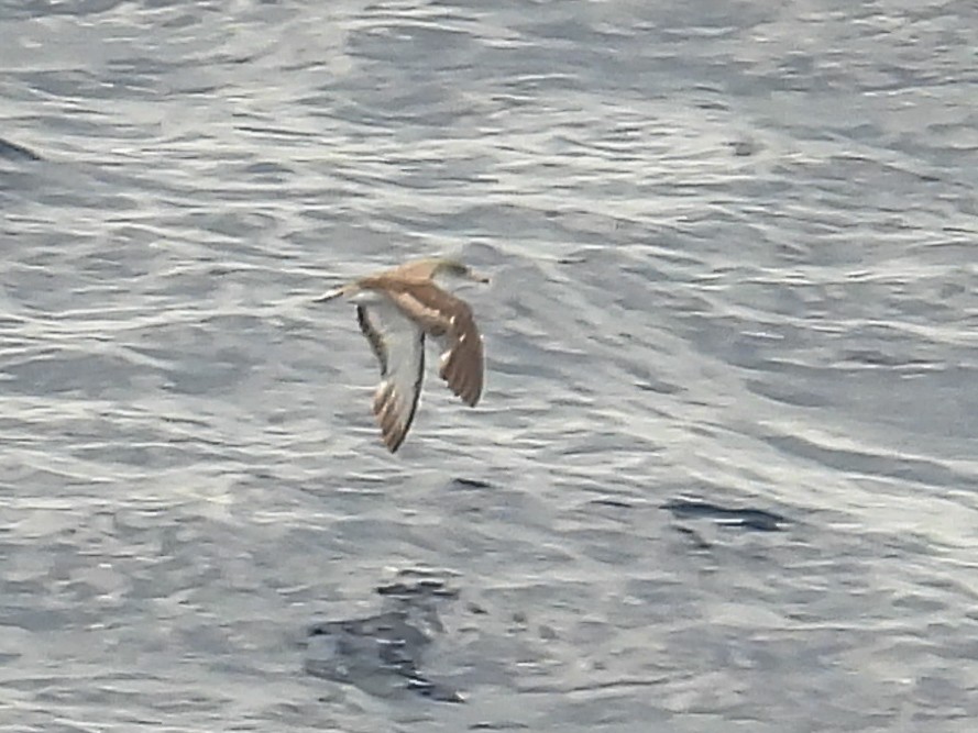 Cory's/Scopoli's Shearwater - ML646443535