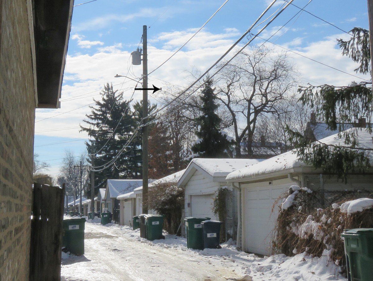 Cooper's Hawk - ML646443536