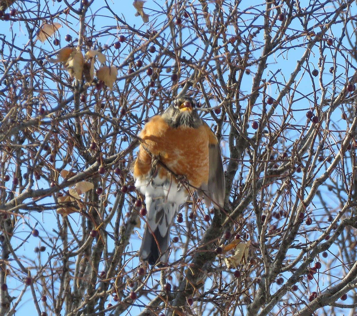 American Robin - ML646443537