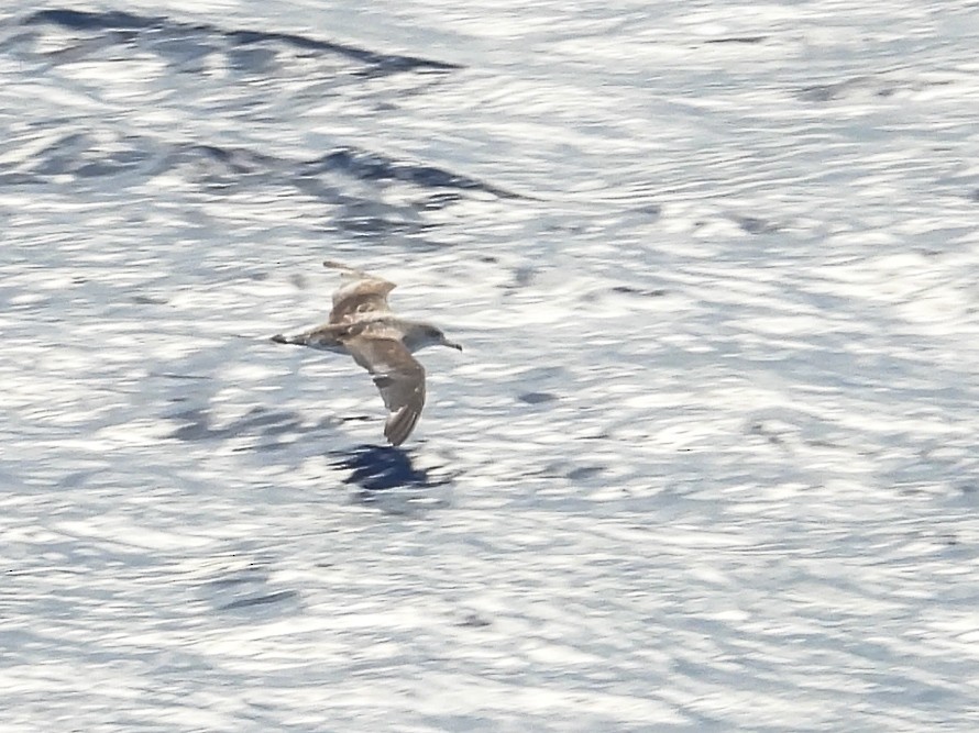 Cory's/Scopoli's Shearwater - ML646443538