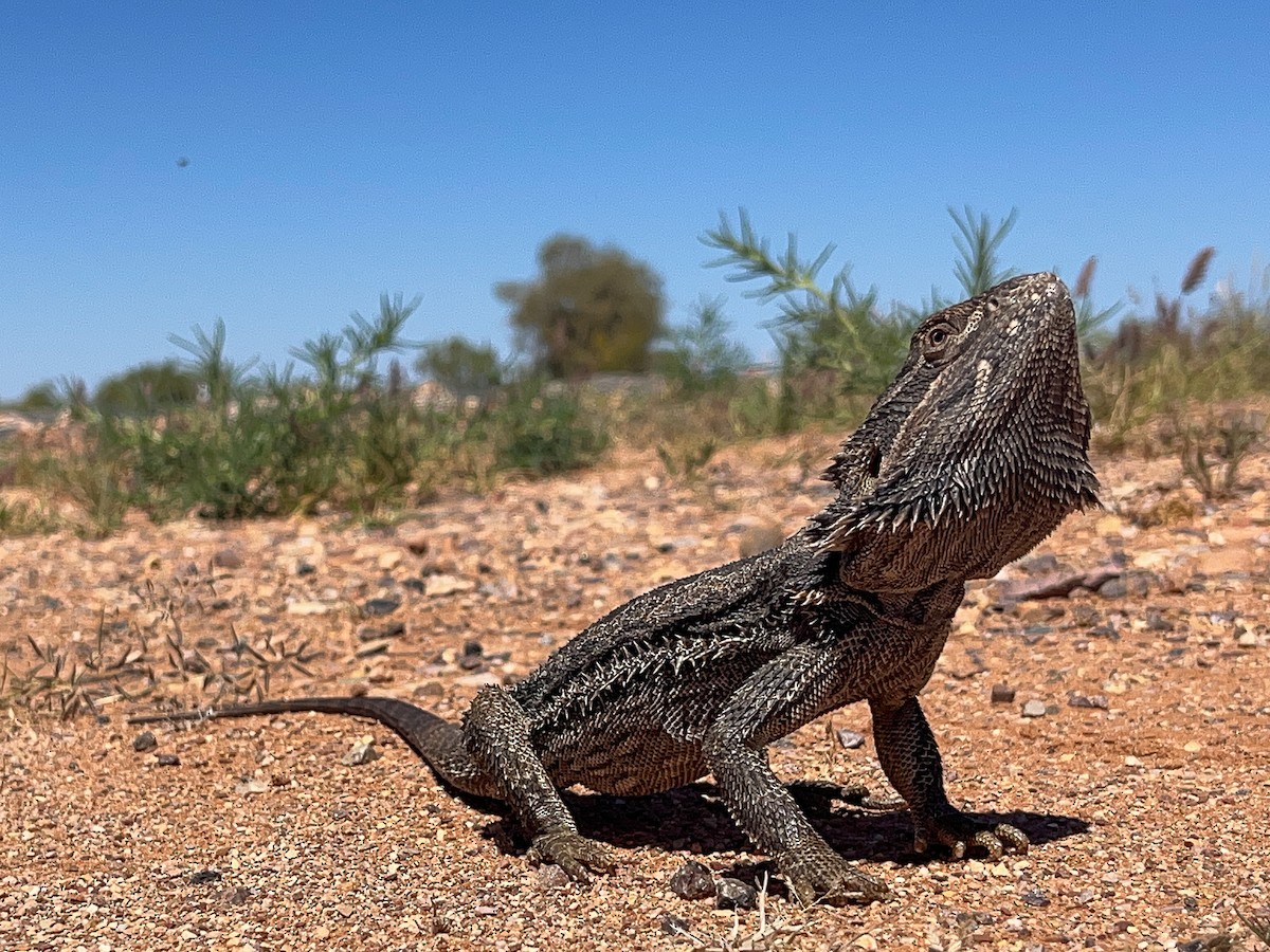 Central Bearded Dragon - ML646443540
