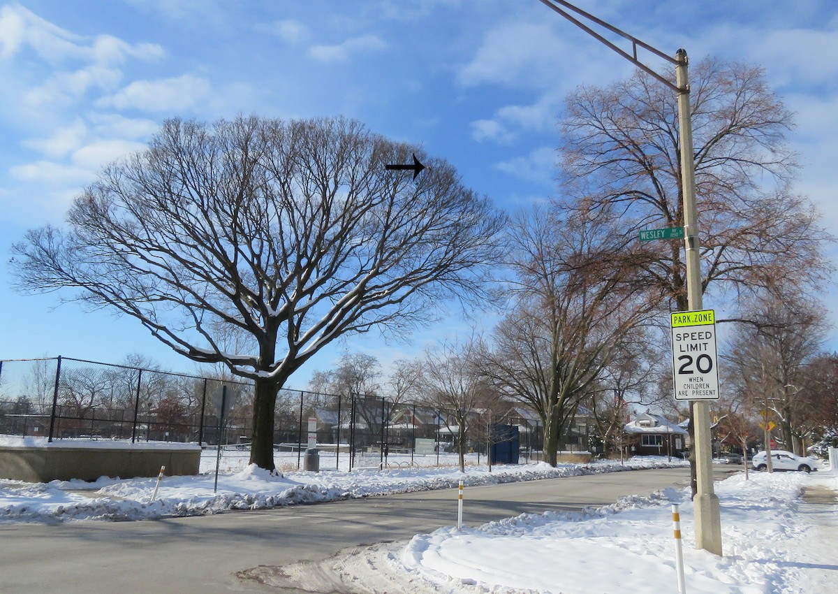 American Robin - ML646443541