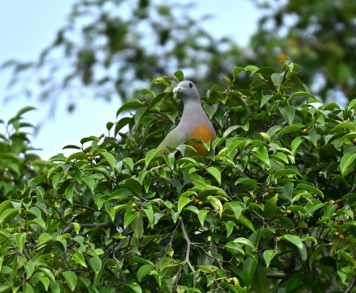 Pink-necked Green-Pigeon - ML646443542