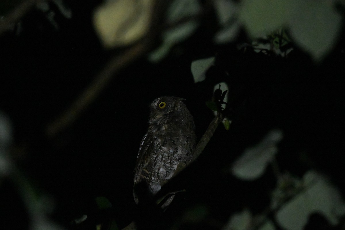 Rinjani Scops-Owl - ML646443543