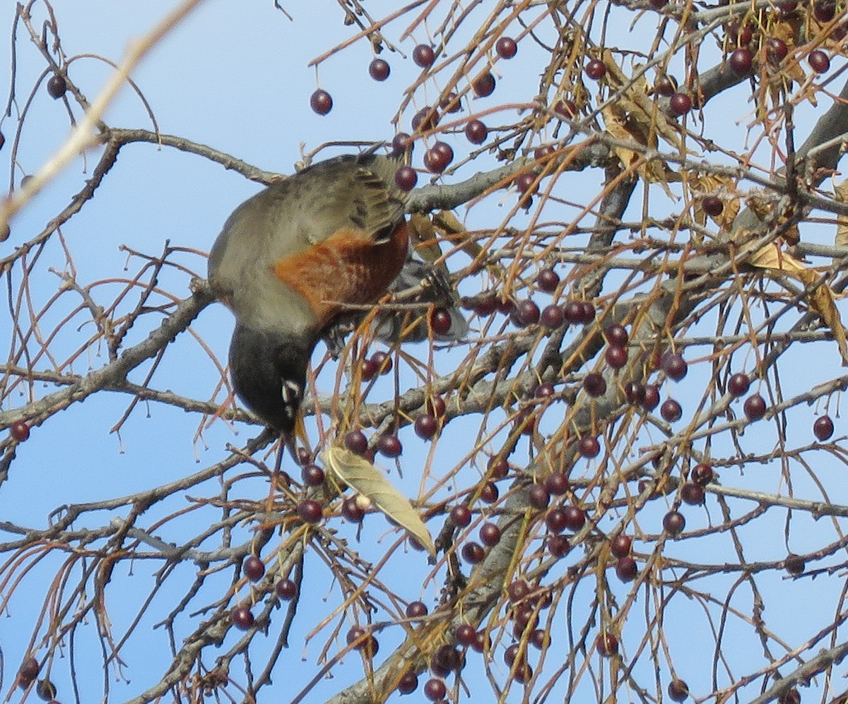 American Robin - ML646443549