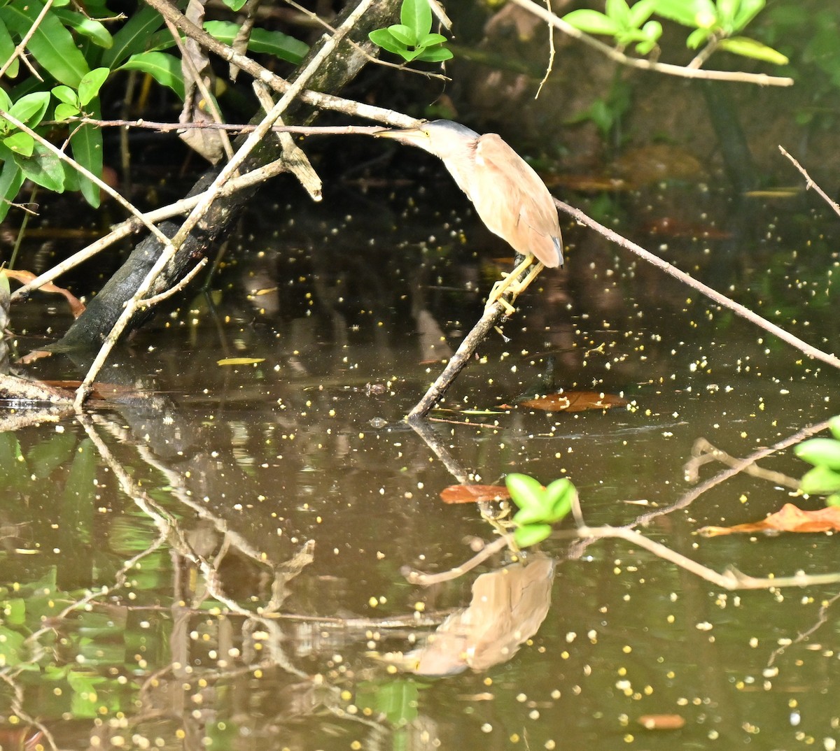 Yellow Bittern - ML646443550